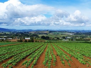 Agricoltura: globale e sostenibile