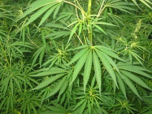 Cannabis: il consumo abituale provoca falsi ricordi