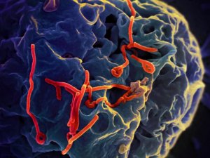 Le scoperte più eclatanti del 2015: il vaccino per l'ebola