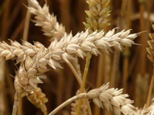 Celiachia | Endopeptidasi, gli enzimi che digeriscono il glutine