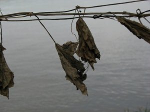 Mastrogiovanni e l'ennesimo omicidio di Stato