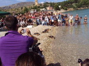 Castellammare: liberate sei tartarughe caretta-caretta