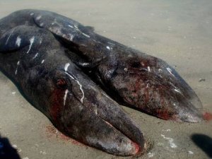 Balena con due teste arriva in California. L'effetto Fukushima continua?