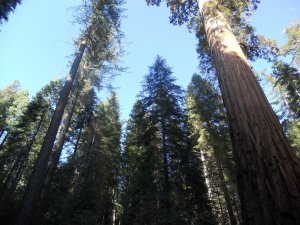 Muir Woods: la piccola foresta incantata della California
