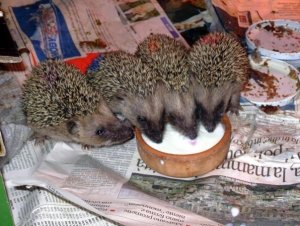 Caro Governatore Rossi, salvare la fauna selvatica costa. Conviene eliminarla?