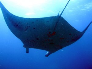 Manta, di nuovo lei