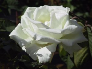 Il bianco degli odori