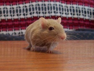 Il gerbillo ora ci sente e il merito è delle cellule staminali