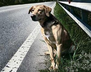 Non comportiamoci da animali