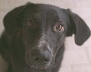 “Cane diavolo” impiccato e bruciato da una donna americana