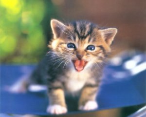 Storie e leggende legate ai gatti