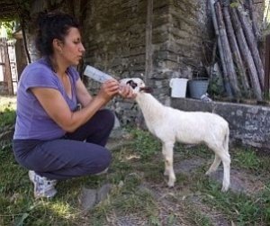 La storia di Cinzia, da restauratrice a pastore in Lunigiana