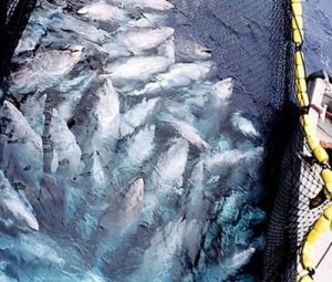 Sussidi alla pesca, legale e non: e io pago!
