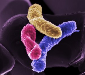 Un batterio nel computer: riprodotti tutti i processi biologici sotto forma di algoritmi