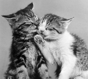 La festa nazionale del gatto! 17 Febbraio