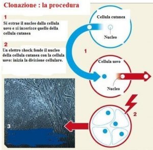 La forma dell'acqua: clonazione e staminali umane. Il ritorno della pecora Dolly