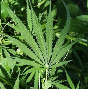 L'assurda guerra alla droga
