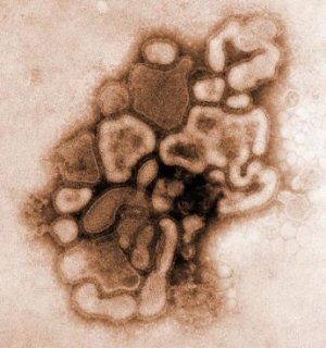 Allevamenti industriali: fabbriche di virus