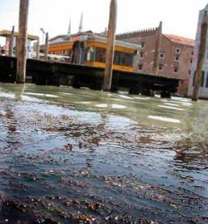 Venezia ecologica: con le alghe della laguna si fa la carta e si produrrà energia!