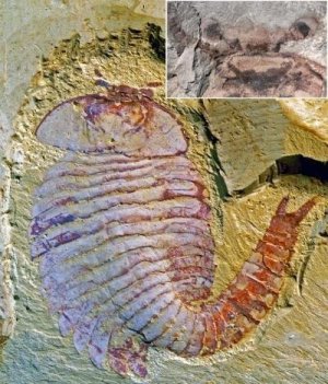 Un cervello complesso in un fossile di mezzo miliardo di anni fa
