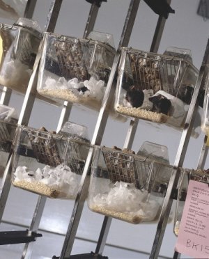 Sperimentazione animale: ci vuole rigore nelle pubblicazioni