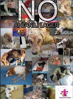 No ai canili lager