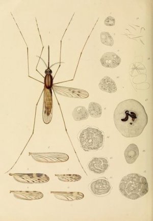 Le zanzare, la malaria e la storia del Nobel conteso