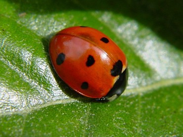 Il geco e la coccinella