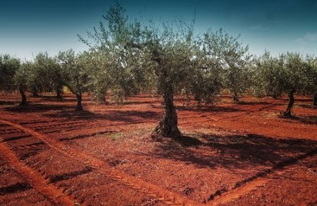 Libera: incendi nelle terre dell'“ospite” di Riina 