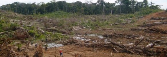 Foreste perdute: i governi dietro alla deforestazione