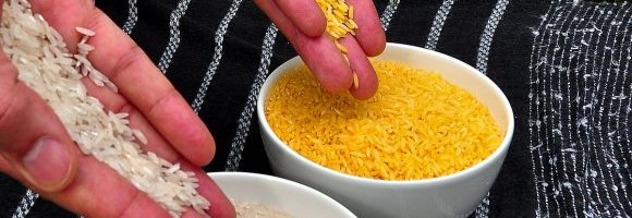 Golden Rice: breve storia di una controversia edibile
