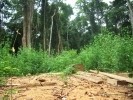 Industrie agroalimentari in Africa: cosa c'è dietro quei contratti