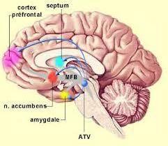 2-nucleus accumbens