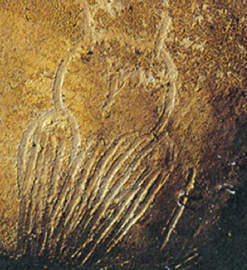 Cave of Forgotten Dreams. Dipinti di animali con più di trentamila anni