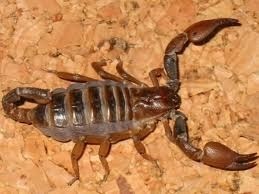 Scorpione: novità per i problemi di cuore