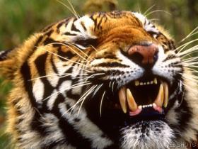 Italia: la tigre mediterranea in decrescita