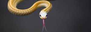 La lingua batte dove il dente duole
