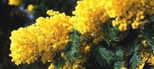 Tra poco l'8 marzo: festa della donna, mimose e lancio di missili intercontinentali