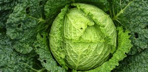 L'agricoltura bio potrebbe nutrire il pianeta nel 2050