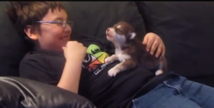 Questo cucciolo di husky ulula già come un lupo - VIDEO