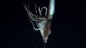 Primo video del leggendario calamaro gigante in natura