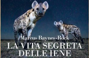 Un grande gruppo di iene speciali