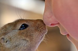 Zoofilo o animalista? La parola giusta per chi ama gli animali