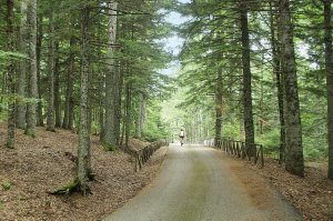 Ciclovia Meridiana - Abetina Laurenzana
