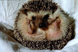 Il riccio, un animale insolito da compagnia