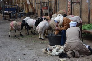 I vecchi attori del nuovo Egitto