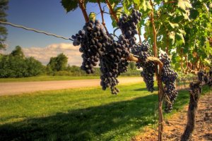 Quando si dice il vino della notte dei tempi