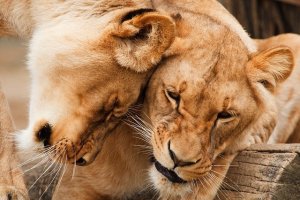 Bekoff e la “moralità” degli animali