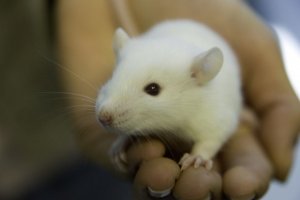 Alzheimer | Invecchiamento del cervello: il sangue del cordone ombelicale lo può rallentare