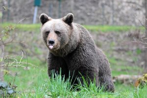 L'orsa che uccise Papi fa ancora parlare di sé
